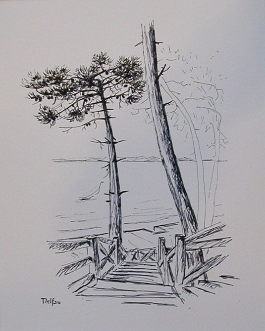 Les pins à Arcachon