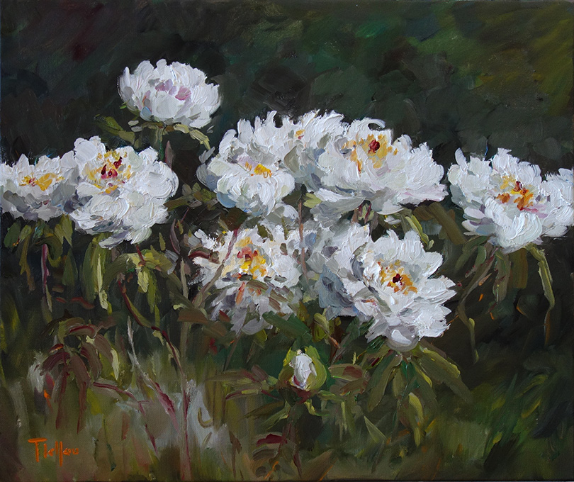 Les pivoines blanches du jardin